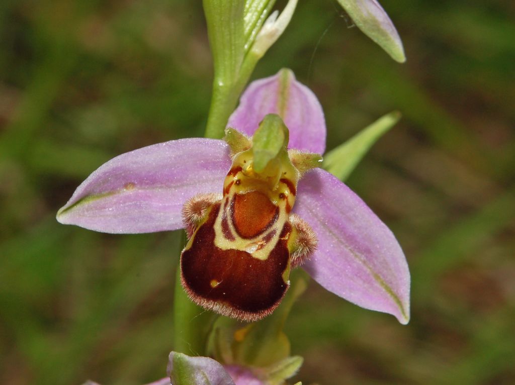 Ophrys apifera?